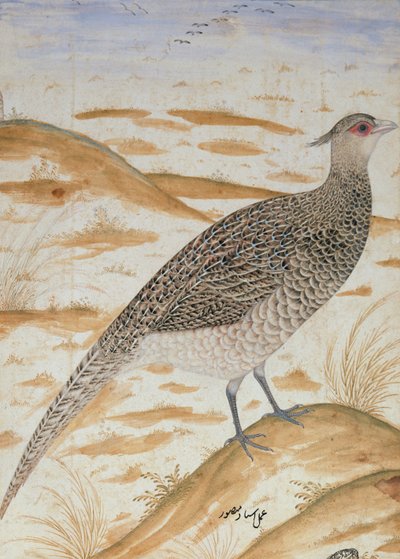 Himalayas hejarfasan, Jahangir-perioden, Mughal, ca 1620 (akvarell) av Mansur