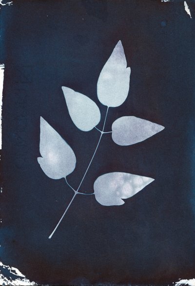Cyanotypi, 2023 (cyanotypi på papper) av Marco Campedelli