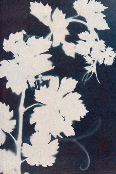 Blad från vindruvor, 2023 (cyanotyp) av Marco Campedelli