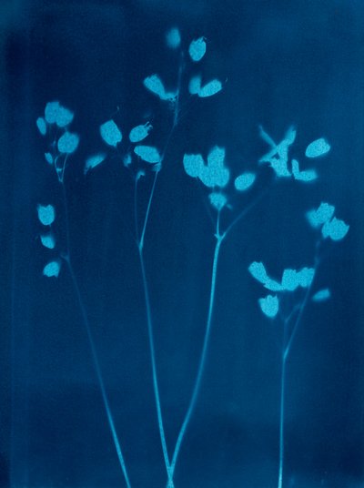 Little Flowers, 2023 (cyanotypi) av Marco Campedelli