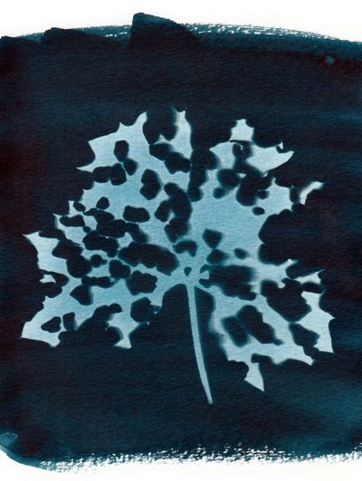 Sjukt blad, 2023 (cyanotypi) av Marco Campedelli