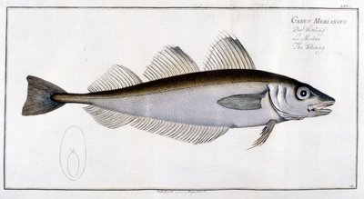 Naturhistorisk styrelse: Vilingen efter Marc Elieser Bloch Ichtyologie Paris - Berlin - London 1787. av Marcus Élieser Bloch