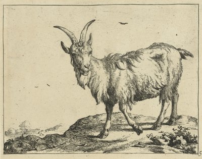 Stående get framifrån Goats and Bucks (serietitel) av Marcus de Bye