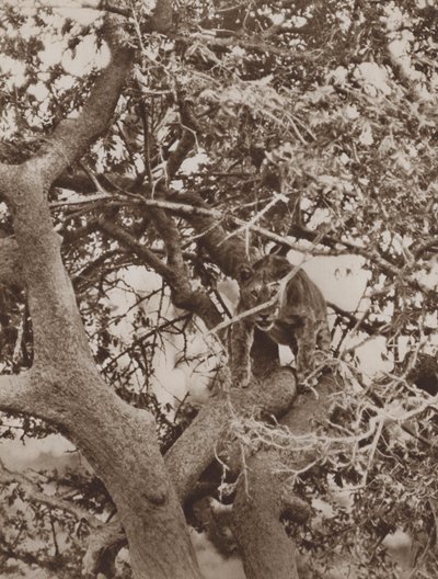 Bland grenarna en kattliknande studie av Marcuswell Maxwell
