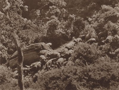 Buffalo i omslaget av Marcuswell Maxwell