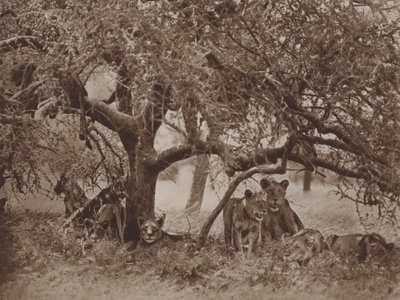 Den störda siestan av Marcuswell Maxwell