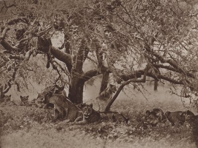 Den störda siestan av Marcuswell Maxwell