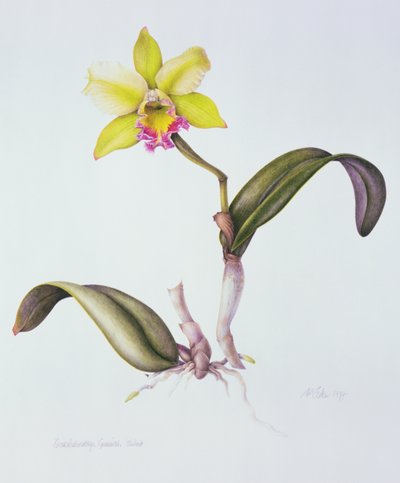 Brassolaeliocattleya Greenwich, Elmhurst (akvarell på papper) av Margaret Ann Eden