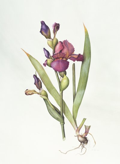 Iris (akvarell på papper) av Margaret Ann Eden