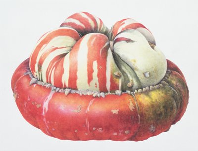 Turks Turban Squash, 1995 (wc på papper) av Margaret Ann Eden