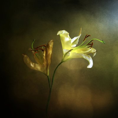 Blommande och vissnande lilja av Margaret Halaby