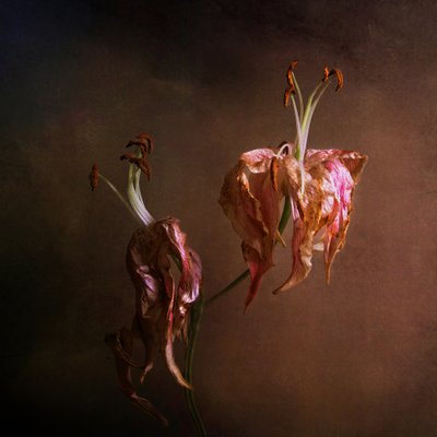 Eleganta, vissnande liljor av Margaret Halaby