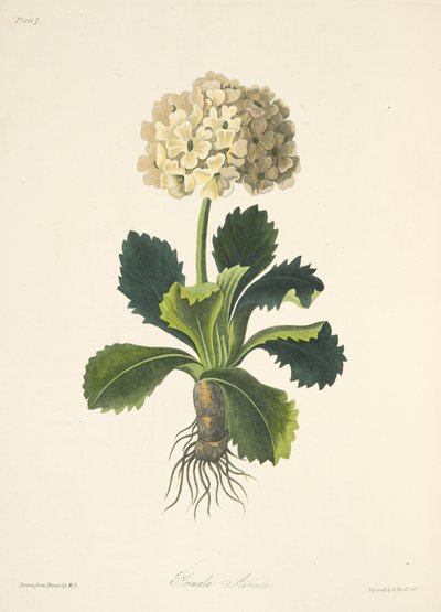 Auricula, från blom- illustrationer av säsongerna, pub. 1829 (handfärgad gravyr) av Margaret Roscoe