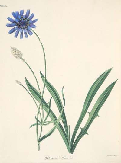 Blå Catananche, från blom- illustrationer av säsongerna, pub. 1829 (handfärgad gravyr) av Margaret Roscoe