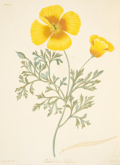 Kaliforniska Eschscholtzia, från blom- illustrationer av årstiderna, pub. 1829 (handfärgad gravyr) av Margaret Roscoe