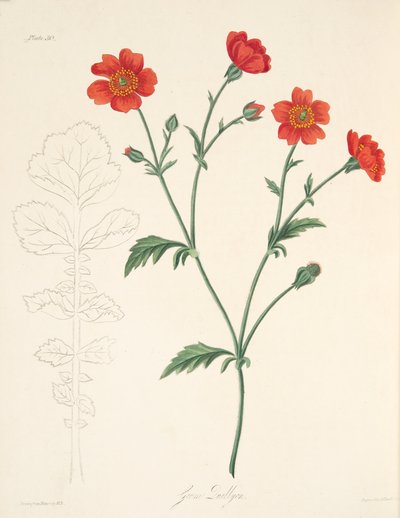 Chilenska Avens, från blom- illustrationer av säsongerna, pub. 1829 (handfärgad gravyr) av Margaret Roscoe