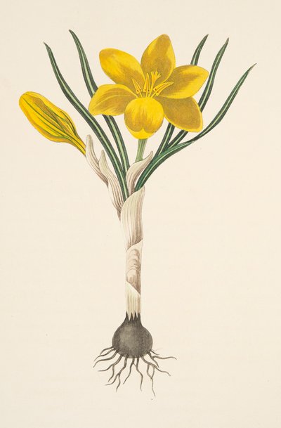 Gemensam gul krokus, från blom- illustrationer av säsongerna, pub. 1829 (handfärgad gravyr) av Margaret Roscoe