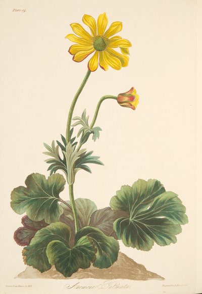 Cyclamen-bladsanemon, från blom- illustrationer av årstiderna, pub. 1829 (handfärgad gravyr) av Margaret Roscoe