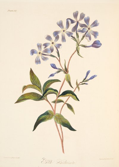 Tidig blomning Lychnidea, från blom- illustrationer av årstiderna, pub. 1829 (handfärgad gravyr) av Margaret Roscoe