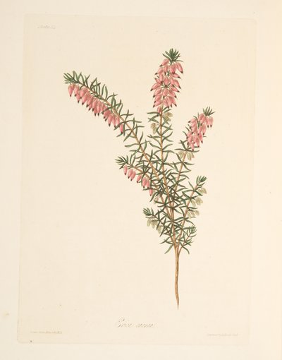 Köttfärgad, tidig flödande Heath, från blom- illustrationer av säsongerna, pub. 1829 (handfärgad gravyr) av Margaret Roscoe