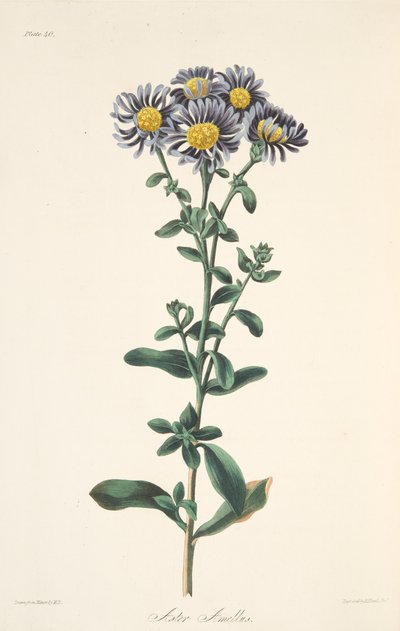 Italiensk Aster, från blom- illustrationer av säsongerna, pub. 1829 (handfärgad gravyr) av Margaret Roscoe