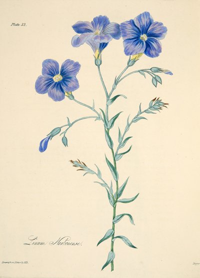 Narbonne lin, från blom- illustrationer av säsongerna, pub. 1829 (handfärgad gravyr) av Margaret Roscoe