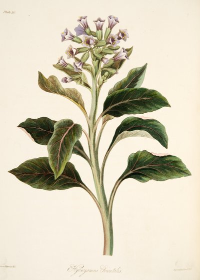 Orientalisk Hyoscyamus, från blom- illustrationer av säsongerna, pub. 1829 (handfärgad gravyr) av Margaret Roscoe