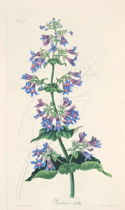 Ovate-leaved Penstemon, från Floral Illustrations of the Seasons, pub. 1829 (handfärgad gravyr) av Margaret Roscoe