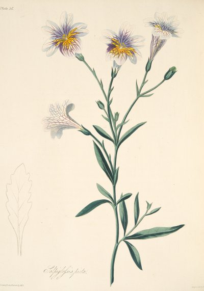 Målade Salpiglossis, från blom- illustrationer av säsongerna, pub. 1829 (handfärgad gravyr) av Margaret Roscoe