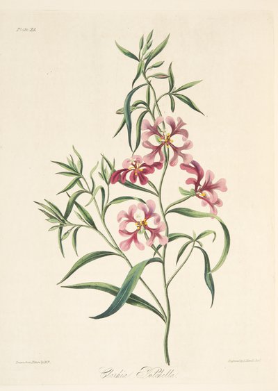 Nätt Clarkia, från blom- illustrationer av säsongerna, pub. 1829 (handfärgad gravyr) av Margaret Roscoe