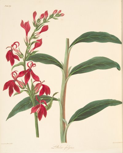 Refulgent Lobelia, från blom- illustrationer av säsongerna, pub. 1829 (handfärgad gravyr) av Margaret Roscoe