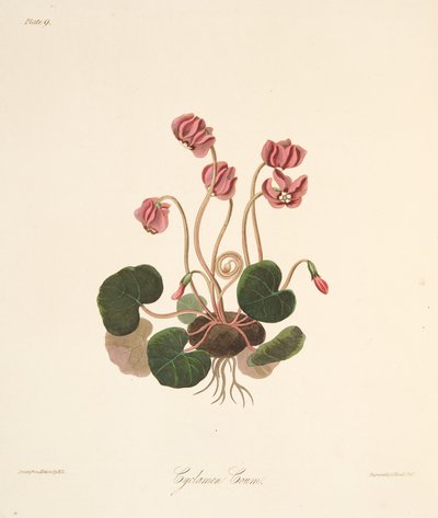 Runda Leaved Cyclamen, från blom- illustrationer av säsongerna, pub. 1829 (handfärgad gravyr) av Margaret Roscoe