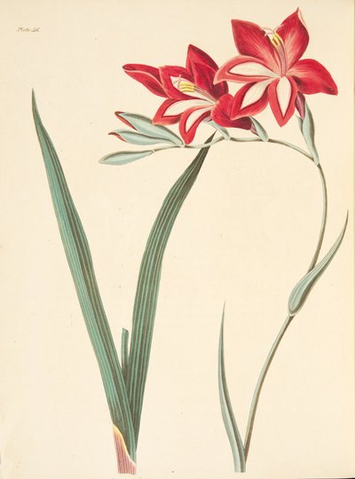 Superb Corn-Flagga, från blom- illustrationer av säsongerna, pub. 1829 (handfärgad gravyr) av Margaret Roscoe