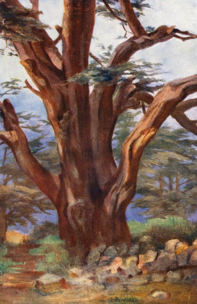 En ceder från Libanon (färglitografi) av Margaret Thomas
