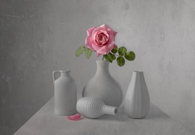 Stilleben med en ömtålig rosa ros av Margareth Perfoncio