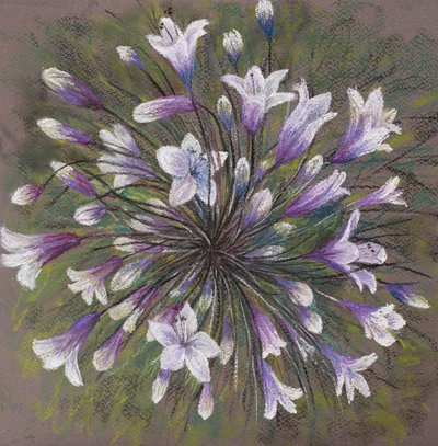 Agapanthus av Margo Starkey
