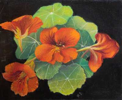 Nasturtiums, 2020 (pastell) av Margo Starkey