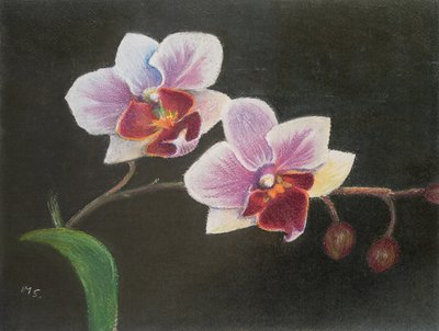 Orkidé i mitt sovrum, 2020 (pastell) av Margo Starkey