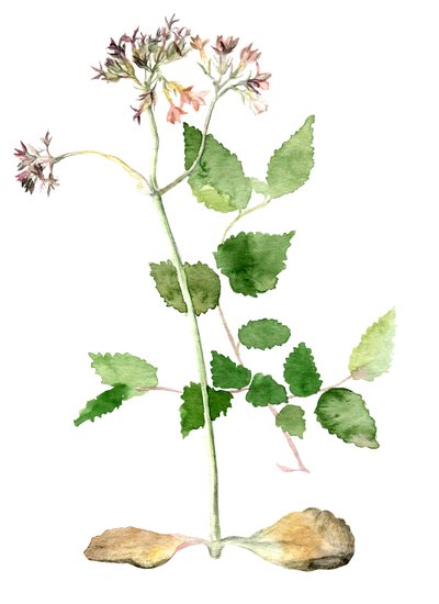 Blommor, 2018 av Maria Basea