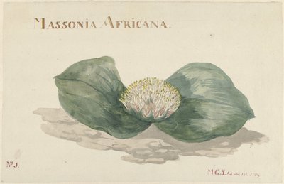 Bloem Massonia Africana MASSONIA AFRICANA (titel på objekt) av Maria Geertruida Barbiers Snabilié