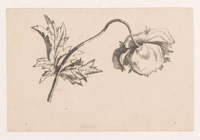 Vallmo av Maria Geertruida de Goeje Barbiers (attributed to)