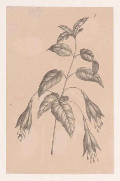 Gren med blommor av Maria Geertruida de Goeje Barbiers (attributed to)