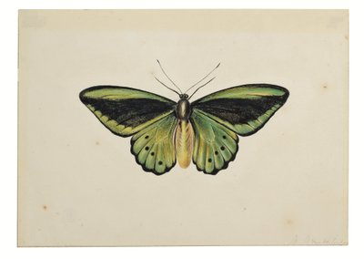 Fjäril, vanlig grön fågelvinge (Ornithoptera priamus) av Maria Margaretha van Os
