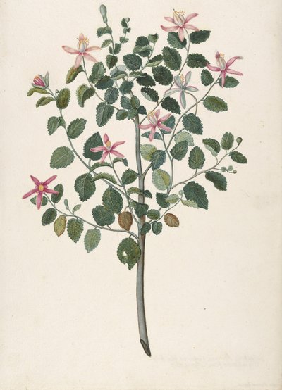 Studie av en växt med rödlila blommor Sebastiana africana purpurea, 1695. av Maria Monninckx