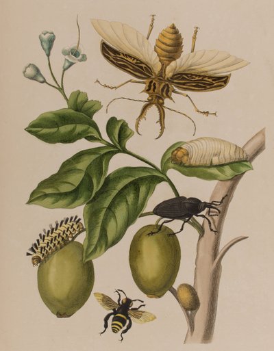 Illustration från 