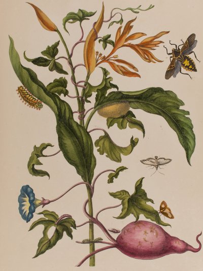 Illustration från 