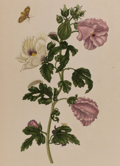 Illustration från 