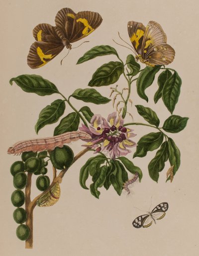 Illustration från 