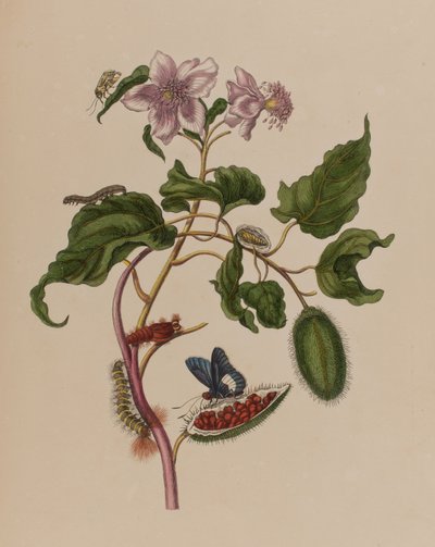 Illustration från 