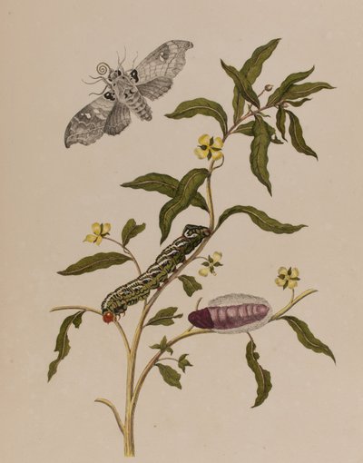 Illustration från 